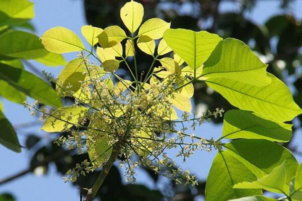 橡皮樹和橡膠樹的區別，從葉子、花朵、用途、產地來區分