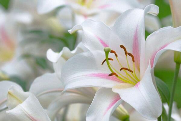 百合花怎麼養殖,百合花的四大養殖技巧