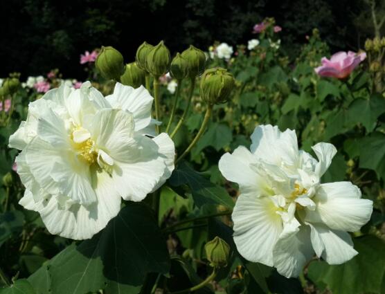 芙蓉花葉子黃了怎麼辦，教你三種容易導致葉黃解決方法