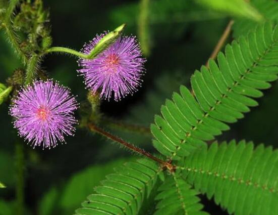 羞草怎麼種，浸種晾幹、覆土4厘米深(15天生根發芽)