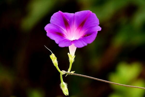 牽牛花陽台種植方法，牽牛花的種植步驟詳解