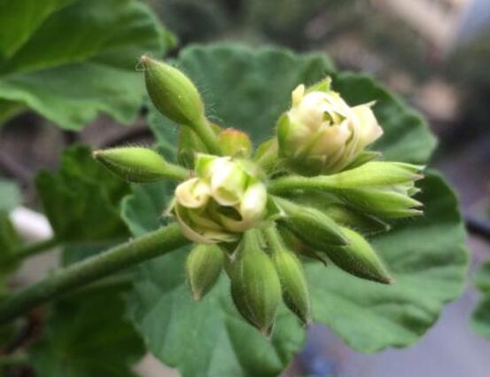 天竺葵花苞幹枯怎麼辦，老農總結三種最常見解決方法