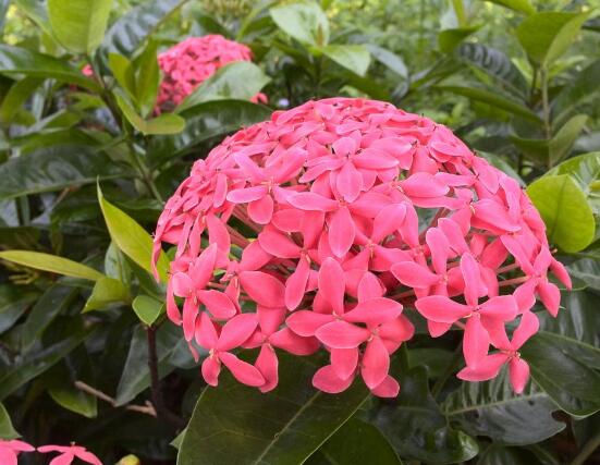 繡球花開花後如何修剪，花後一年修剪兩次(春秋季節)