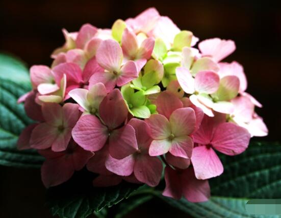 繡球花幾月份開花，每年6-8月間盛放(獨開一次)