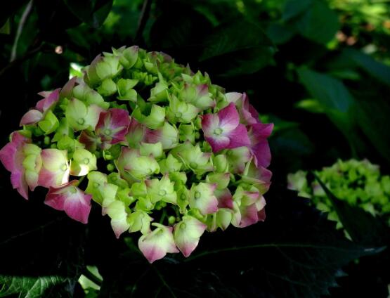 繡球花幾月份開花，每年6-8月間盛放(獨開一次)