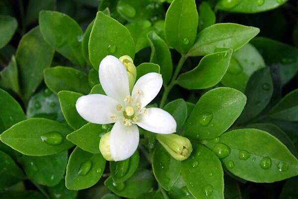 九裏香的花期是什麼時候，每年4月開花（花期為4個月）