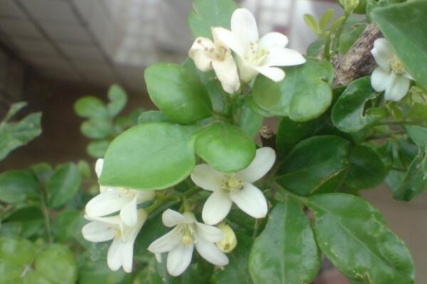 九裏香的花期是什麼時候，每年4月開花（花期為4個月）