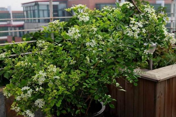 九裏香的花期是什麼時候，每年4月開花（花期為4個月）