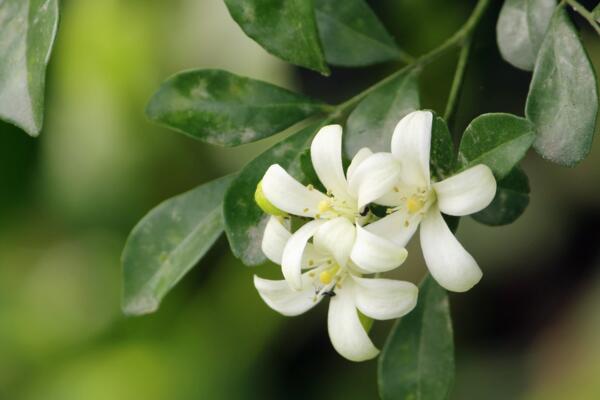 九裏香的花期是什麼時候，每年4月開花（花期為4個月）