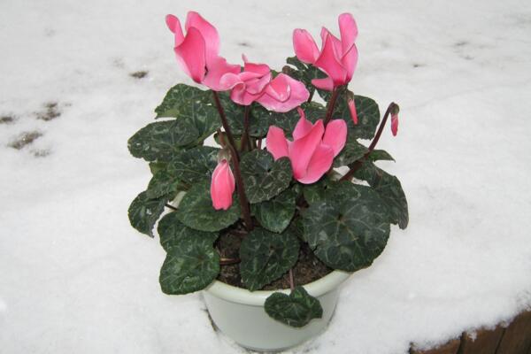 仙客來花期結束了怎麼辦，做好以下4步仙客來複花指日可待