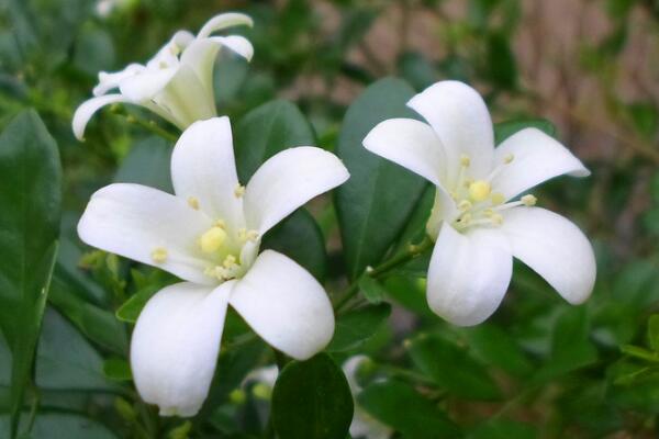 九裏香花期多少，每年4月份開花（花期4個月）