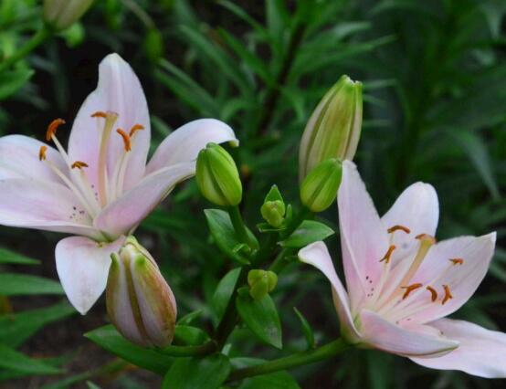 百合花種子怎麼繁殖，播種繁殖存活率最高(養殖三年開花)