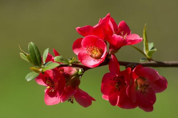 海棠花開的季節，春夏兩季開放（2個月花期）