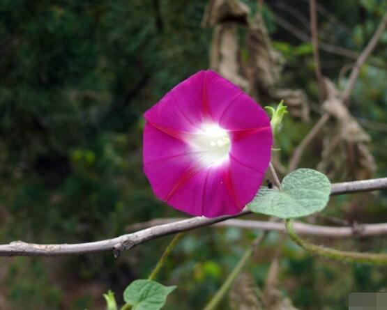 牽牛花什麼季節開花，每年的夏秋開花(6-10月)