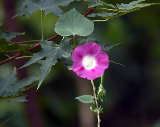 牽牛花什麼季節開花，每年的夏秋開花(6-10月)