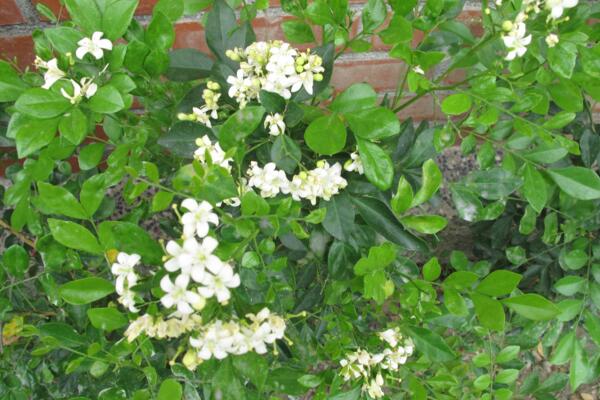 六月雪開花時間，每年的5-7月開花（6月開的最旺）