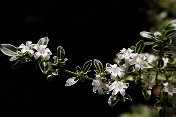 六月雪開花時間，每年的5-7月開花（6月開的最旺）