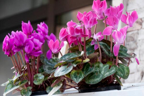 仙客來花期過後怎麼辦，花期過後正確的處理方法