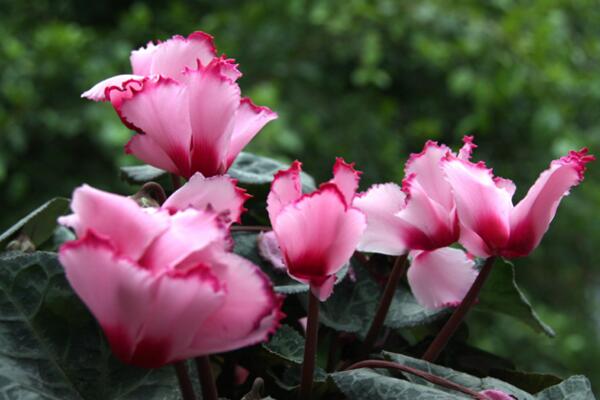 仙客來花期過後怎麼辦，花期過後正確的處理方法