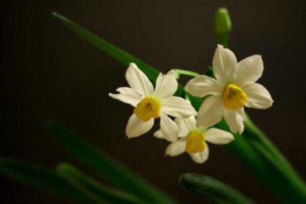 水仙花怎麼會養好，養好水仙花隻需要5步