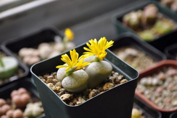 生石花什麼時候開花，夏秋兩季開花（花期比較短暫）