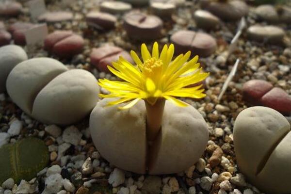 生石花什麼時候開花，夏秋兩季開花（花期比較短暫）