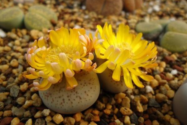 生石花什麼時候開花，夏秋兩季開花（花期比較短暫）