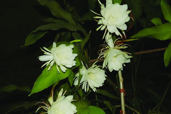 曇花花後如何處理，及時進行修剪並補充養分