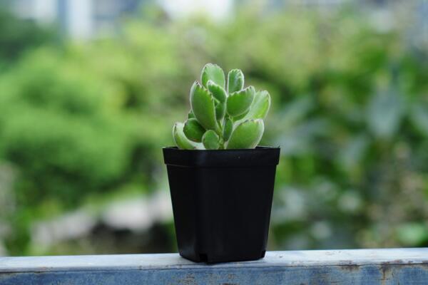 熊童子夏季種的怎麼服盆，5步可讓植株迅速服盆