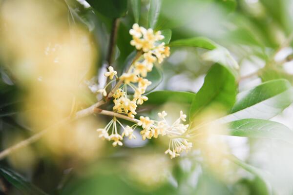 桂花樹怎麼修剪，4步即可完成桂花樹的修剪