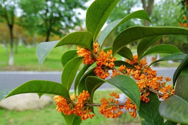 桂花樹怎麼修剪，4步即可完成桂花樹的修剪