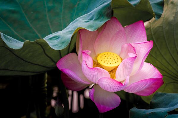 荷花是什麼季節開，在每年的夏季綻放