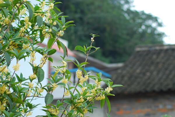 桂花樹什麼時候開花，四季桂一年四季都能開花