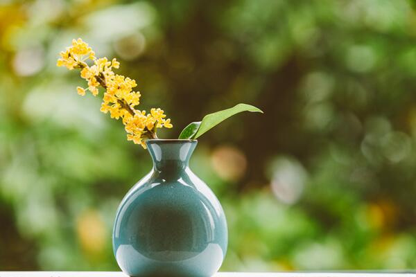 桂花樹什麼時候開花，四季桂一年四季都能開花