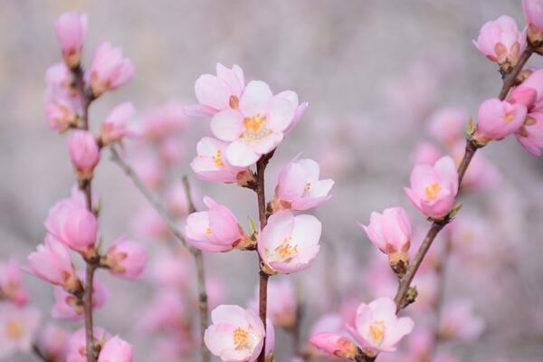 櫻花什麼時候開花，每年的4月開花（花期15天左右）