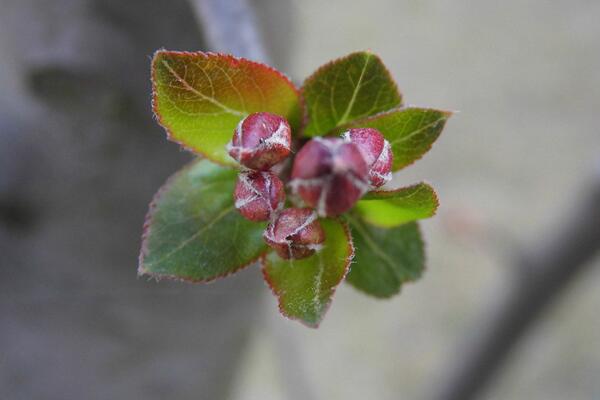 櫻花爛根是怎麼回事，櫻花爛根原因以及處理方法