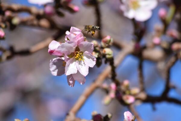 櫻花爛根是怎麼回事，櫻花爛根原因以及處理方法