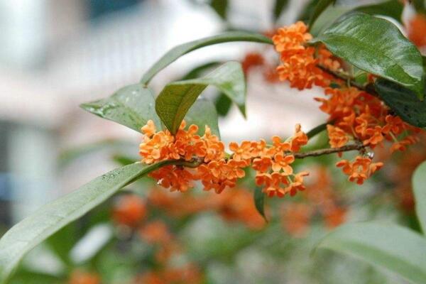 桂花樹怎麼養，5步教你養好桂花樹