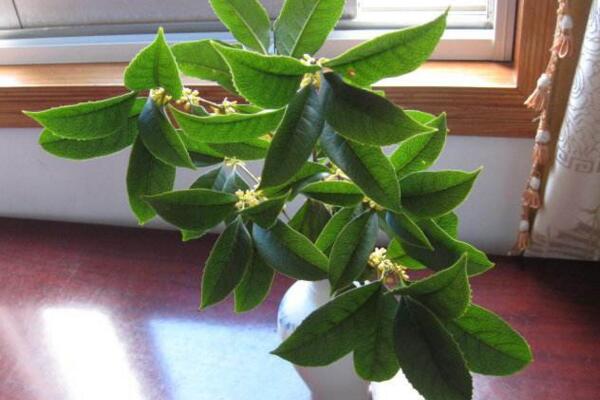 桂花樹怎麼養，5步教你養好桂花樹