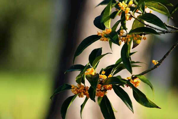 桂花為什麼不開花，可能是光照、養分不足導致