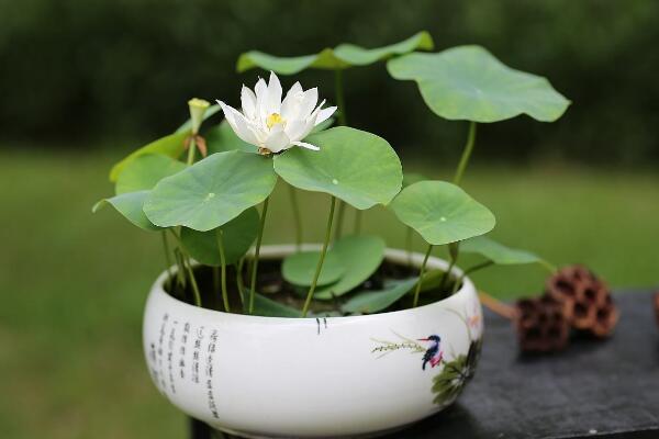 盆栽荷花怎麼種植，掌握以下要點可保證種植順利進行