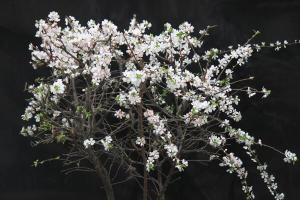 櫻花怎麼扡插，4步即可完成櫻花的扡插