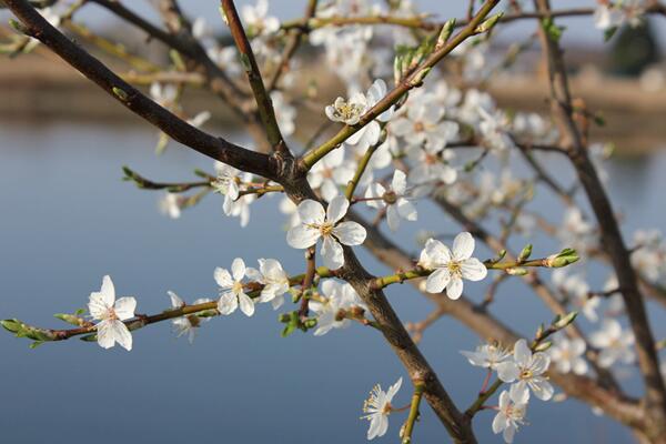 櫻花開花前怎麼養護，保證肥水、光照充足