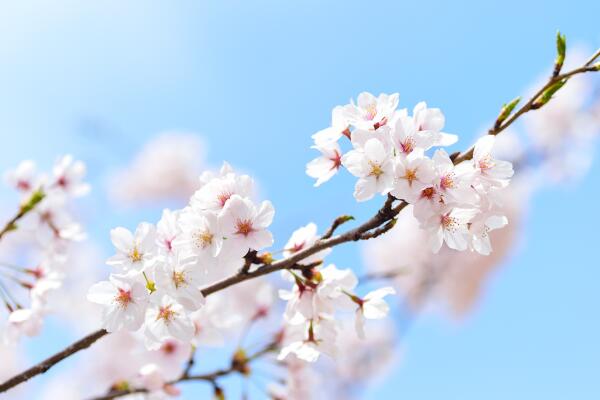 櫻花開花前怎麼養護，保證肥水、光照充足