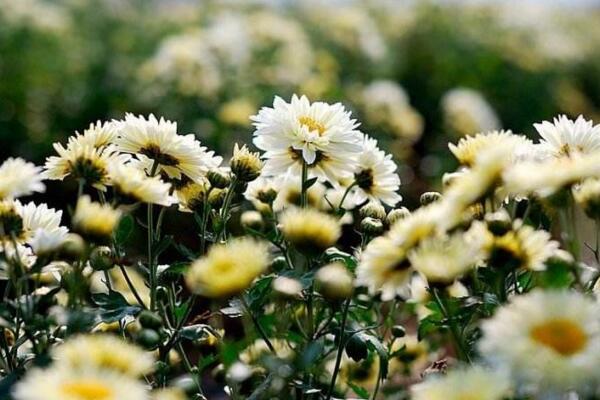 菊花怎麼修剪，4步即可完成菊花的修剪