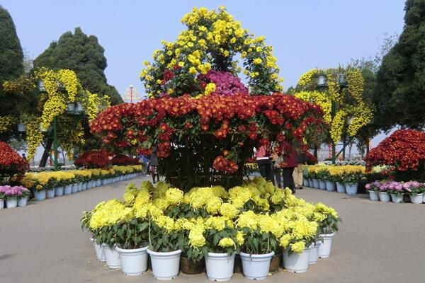 菊花怎麼修剪，4步即可完成菊花的修剪