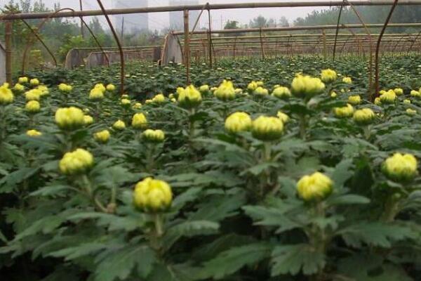 盆栽菊花的養殖方法，5步教你養好菊花