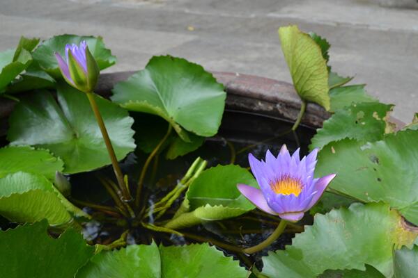 家裏為什麼不能養荷花，陰氣重且不聚財