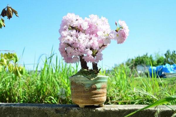 櫻花盆栽好養嗎，5步教你在家中養好櫻花