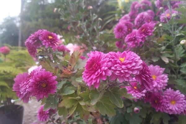 菊花秋天怎麼養，保證光照、養分的充足